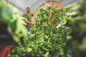 Progress seen in agri product processing