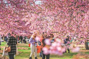 Where spring dreams in pink