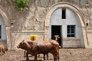 Loess Plateau produces premium beef via cave-dwelling cattle