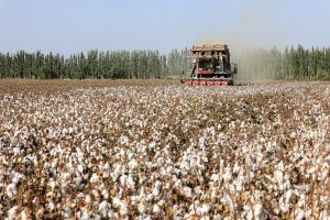Xinjiang cotton demonstrates vitality, resilience
