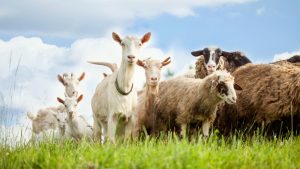 EU livestock numbers continued to shrink in 2025
