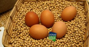 Rewiring the Egg Supply Chain in Austria