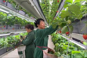 Growing strawberries with the help of waste heat and captured carbon dioxide